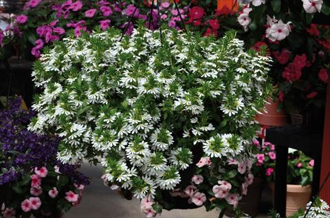 Photo de variété de fleurs à utiliser comme: Pot, patio, Suspension Scaevola aemula bianca