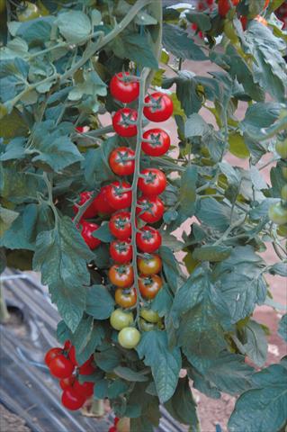 Photo de variété de fleurs à utiliser comme: Pot, Plante à massif, patio Solanum lycopersicum (pomodoro) Ciliegia rosso rubino
