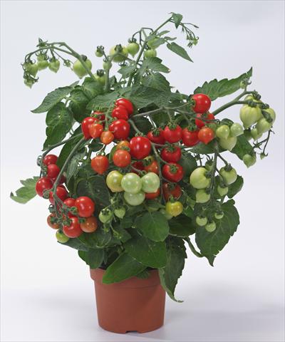 Photo de variété de fleurs à utiliser comme: Pot, Plante à massif, patio Solanum lycopersicum (pomodoro) Cuoricino