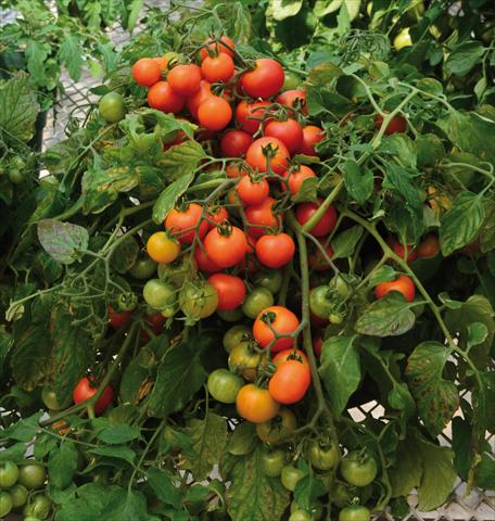 Photo de variété de fleurs à utiliser comme: Pot, Plante à massif, patio Solanum lycopersicum (pomodoro) Red Profusion