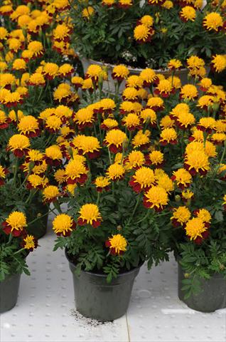 Photo de variété de fleurs à utiliser comme: Plante à massif/ plante de bordure Tagetes patula Solino giallo corona bronzo