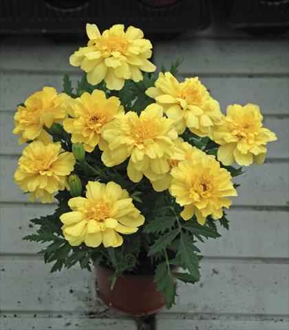 Photo de variété de fleurs à utiliser comme: Plante à massif/ plante de bordure Tagetes patula Vaniglia