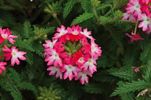 Photo de variété de fleurs à utiliser comme: Pot, patio, Suspension Verbena Hurricane Hot Pink