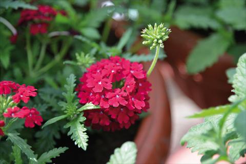 Photo de variété de fleurs à utiliser comme: Pot, patio, Suspension Verbena Vepita Dark Red