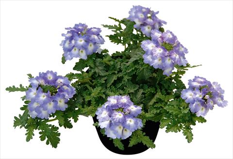 Photo de variété de fleurs à utiliser comme: Pot, patio, Suspension Verbena Vepita Lavender White
