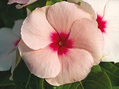 Photo de variété de fleurs à utiliser comme: Pot et Plante à massif Catharanthus roseus - Vinca Cora Cascade Apricot