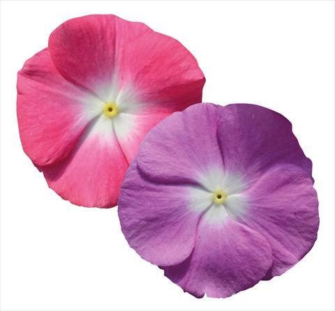 Photo de variété de fleurs à utiliser comme: Pot et Plante à massif Catharanthus roseus - Vinca Egeo Morn Mix