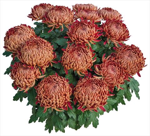 Photo de variété de fleurs à utiliser comme: Pot et Plante à massif Chrysanthemum Dakota Rouge