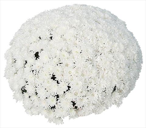 Photo de variété de fleurs à utiliser comme: Pot et Plante à massif Chrysanthemum Frigo Blanc