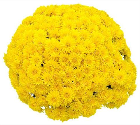 Photo de variété de fleurs à utiliser comme: Pot et Plante à massif Chrysanthemum Goldor Jaune