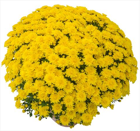 Photo de variété de fleurs à utiliser comme: Pot et Plante à massif Chrysanthemum Lingo Jaune