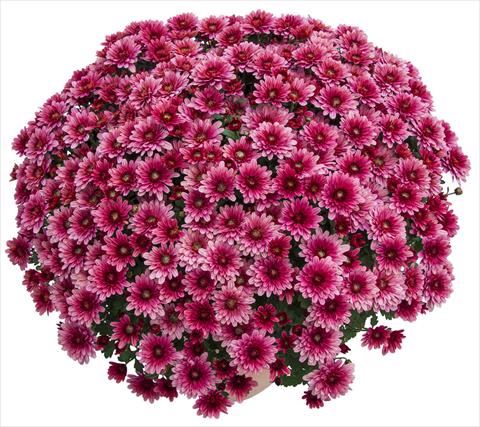Photo de variété de fleurs à utiliser comme: Pot et Plante à massif Chrysanthemum Sultan Cerise
