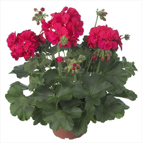 Photo de variété de fleurs à utiliser comme: Patio, pot Pelargonium interspecifico Dixieland Dark Pink
