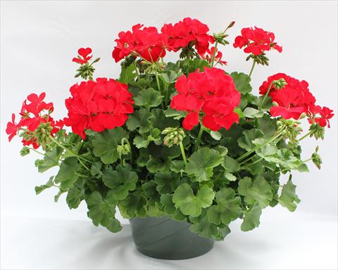 Photo de variété de fleurs à utiliser comme: Patio, pot Pelargonium interspecifico Dixieland Dark Red
