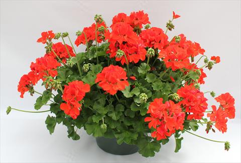 Photo de variété de fleurs à utiliser comme: Patio, pot Pelargonium interspecifico Dixieland Orange