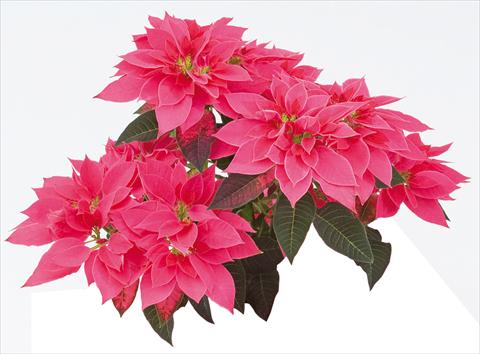 Photo de variété de fleurs à utiliser comme: Pot Poinsettia - Euphorbia pulcherrima Luv U Pink
