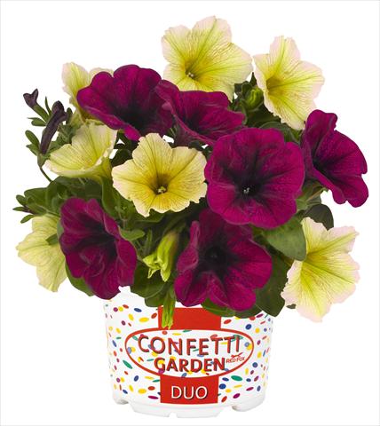 Photo de variété de fleurs à utiliser comme: Pot, Plante à massif, patio 2 Combo RED FOX Confetti Garden Duo Banana Shake