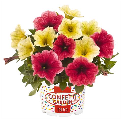 Photo de variété de fleurs à utiliser comme: Pot, Plante à massif, patio 2 Combo RED FOX Confetti Garden Duo Banana Split