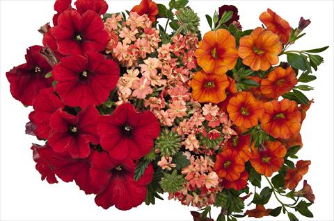 Photo de variété de fleurs à utiliser comme: Pot, Plante à massif, patio 3 Combo RED FOX Confetti Garden Bel Air Red