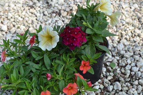 Photo de variété de fleurs à utiliser comme: Pot, Plante à massif, patio 3 Combo RED FOX Confetti Garden Crunch and Munch