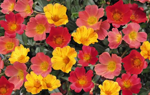 Photo de variété de fleurs à utiliser comme: Pot, Plante à massif, patio 3 Combo RED FOX Confetti Garden Cupcake Party