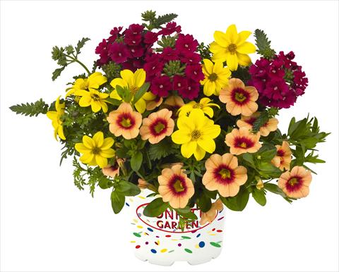 Photo de variété de fleurs à utiliser comme: Pot, Plante à massif, patio 3 Combo RED FOX Confetti Garden Hula Hoopla
