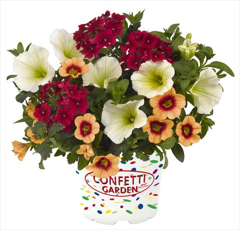 Photo de variété de fleurs à utiliser comme: Pot, Plante à massif, patio 3 Combo RED FOX Confetti Garden Hula Kula