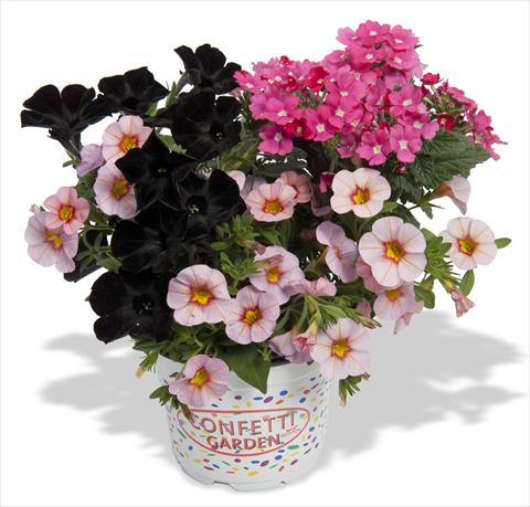 Photo de variété de fleurs à utiliser comme: Pot, Plante à massif, patio 3 Combo RED FOX Confetti Garden Pirates Beauty