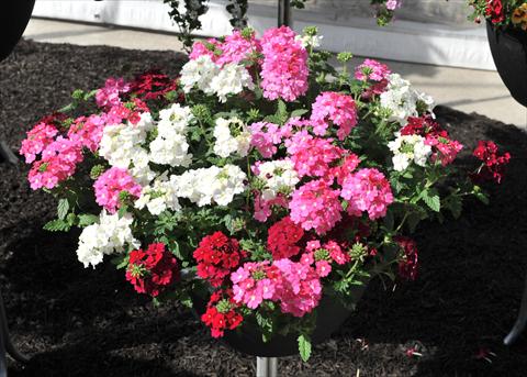 Photo de variété de fleurs à utiliser comme: Pot, Plante à massif, patio 3 Combo RED FOX Confetti Garden Royal Highness