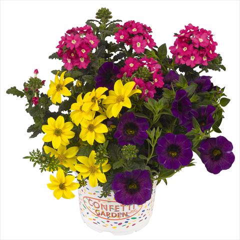 Photo de variété de fleurs à utiliser comme: Pot, Plante à massif, patio 3 Combo RED FOX Confetti Garden Spring Break