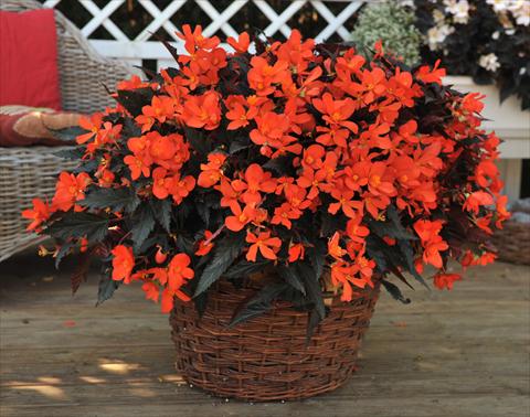 Photo de variété de fleurs à utiliser comme: Plante à massif, pot ou Suspension Begonia boliviensis RED FOX Unstoppable Upright Fire