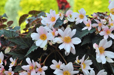 Photo de variété de fleurs à utiliser comme: Plante à massif, pot ou Suspension Begonia boliviensis RED FOX Unstoppable Upright White