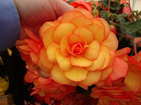 Photo de variété de fleurs à utiliser comme: Pot, Plante à massif, patio, Suspension Begonia tuberhybrida RED FOX Arcada Apricot