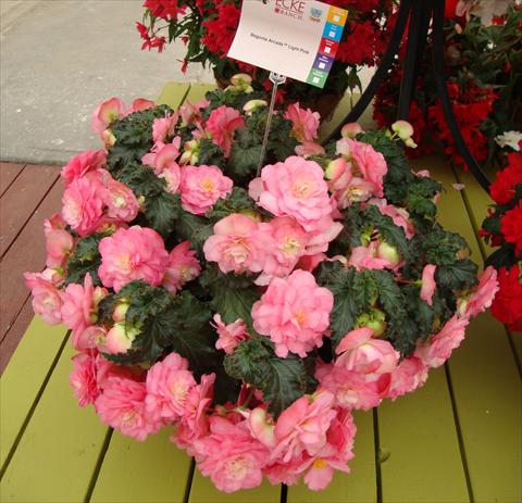 Photo de variété de fleurs à utiliser comme: Pot, Plante à massif, patio, Suspension Begonia tuberhybrida RED FOX Arcada Light Pink