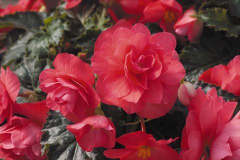 Photo de variété de fleurs à utiliser comme: Pot, Plante à massif, patio, Suspension Begonia tuberhybrida RED FOX Arcada Pink