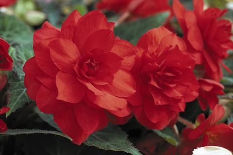 Photo de variété de fleurs à utiliser comme: Pot, Plante à massif, patio, Suspension Begonia tuberhybrida RED FOX Arcada Scarlet