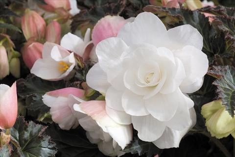 Photo de variété de fleurs à utiliser comme: Pot, Plante à massif, patio, Suspension Begonia tuberhybrida RED FOX Arcada White