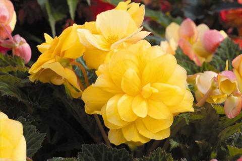 Photo de variété de fleurs à utiliser comme: Pot, Plante à massif, patio, Suspension Begonia tuberhybrida RED FOX Arcada Yellow