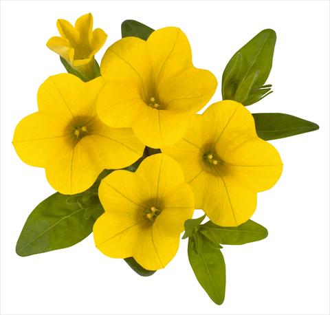 Photo de variété de fleurs à utiliser comme: Pot, Plante à massif, patio, Suspension Calibrachoa RED FOX Aloha® Canary Yellow 2014