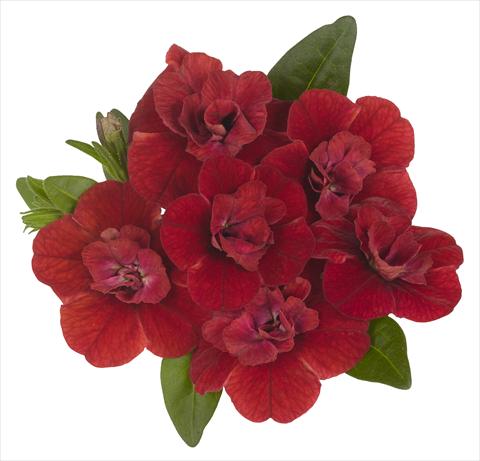 Photo de variété de fleurs à utiliser comme: Pot, Plante à massif, patio, Suspension Calibrachoa RED FOX Aloha® Double Candy Apple Red