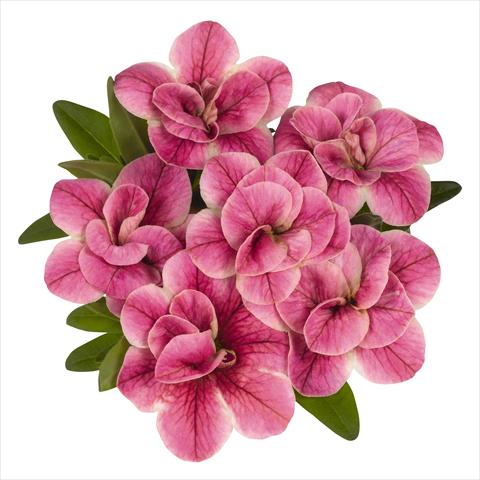 Photo de variété de fleurs à utiliser comme: Pot, Plante à massif, patio, Suspension Calibrachoa RED FOX Aloha® Double Pink Star