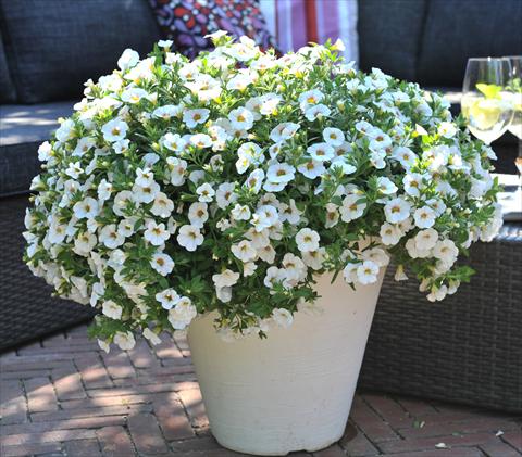 Photo de variété de fleurs à utiliser comme: Pot, Plante à massif, patio, Suspension Calibrachoa RED FOX Aloha® Royal White