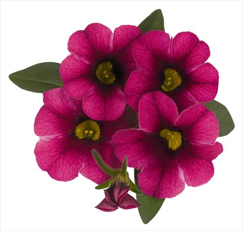 Photo de variété de fleurs à utiliser comme: Pot, Plante à massif, patio, Suspension Calibrachoa RED FOX Aloha® Tiki Neon