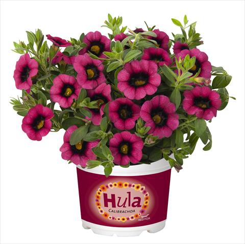 Photo de variété de fleurs à utiliser comme: Pot, Plante à massif, patio, Suspension Calibrachoa RED FOX Hula Cherry