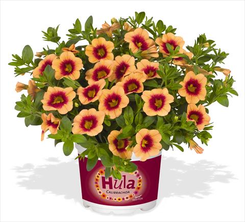 Photo de variété de fleurs à utiliser comme: Pot, Plante à massif, patio, Suspension Calibrachoa RED FOX Hula Gold