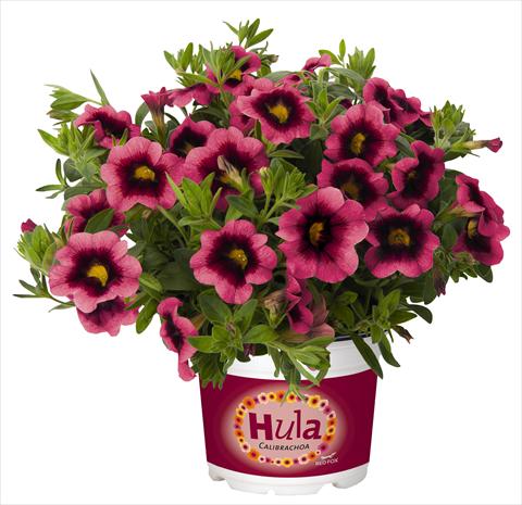 Photo de variété de fleurs à utiliser comme: Pot, Plante à massif, patio, Suspension Calibrachoa RED FOX Hula Hot Pink