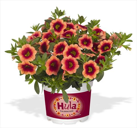 Photo de variété de fleurs à utiliser comme: Pot, Plante à massif, patio, Suspension Calibrachoa RED FOX Hula Orange