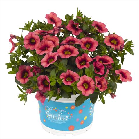 Photo de variété de fleurs à utiliser comme: Pot, Plante à massif, patio, Suspension Calibrachoa RED FOX Hula Rose