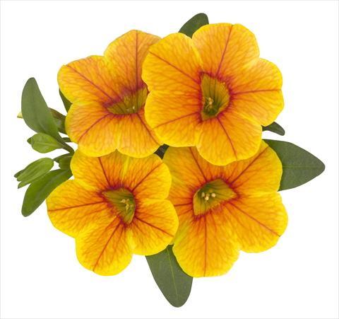 Photo de variété de fleurs à utiliser comme: Pot, Plante à massif, patio, Suspension Calibrachoa RED FOX Volcano Gold