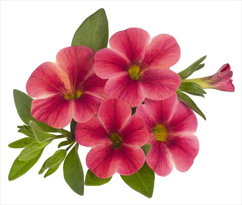 Photo de variété de fleurs à utiliser comme: Pot, Plante à massif, patio, Suspension Calibrachoa RED FOX Volcano Neon